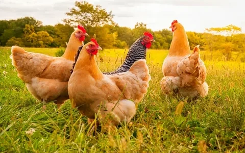 Влияние кормов на качество продукции