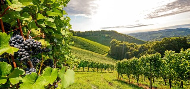 Формирование кустов при полуукрввной культуре винограда