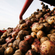 Грузия продала России картофеля на рекордную сумму