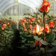 Россия может увеличить пошлину на цветы из недружественных стран