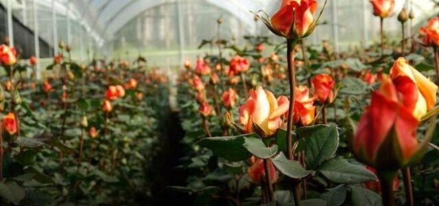 Россия может увеличить пошлину на цветы из недружественных стран