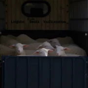 Доставка живых баранов и овец: принципы перевозки и требования